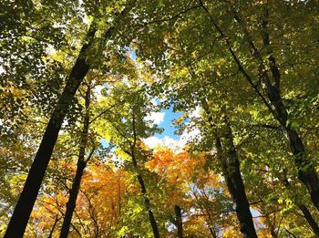 Low angle view of trees in forest