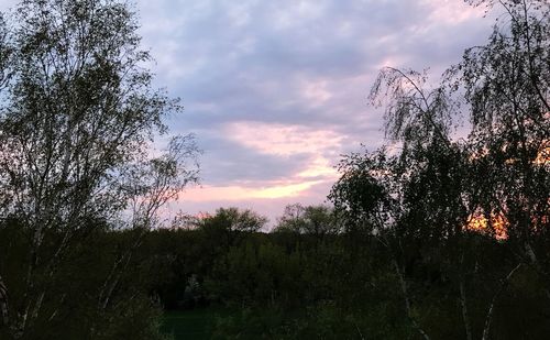 Trees against sky at sunset