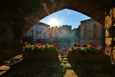 Potted plant in arch against building