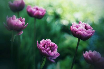 Close-up of tulips on plant