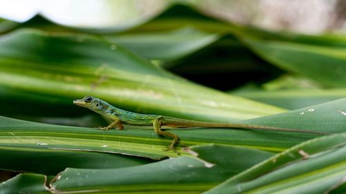 Close-up of lizard on green plant