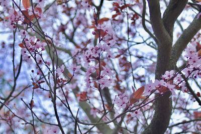 Low angle view of pink flowers on tree