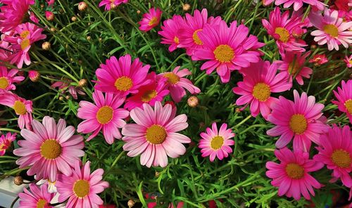 High angle view of pink flowering plants on field