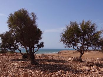 Trees on beach against sky