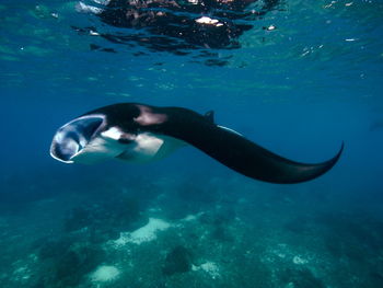 Fish swimming in sea