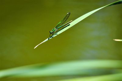 Close-up of grasshopper