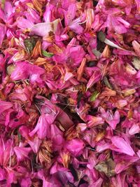 Full frame shot of pink flowers