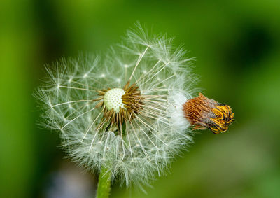 Close-up of dandelion on plant