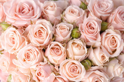 Full frame shot of roses