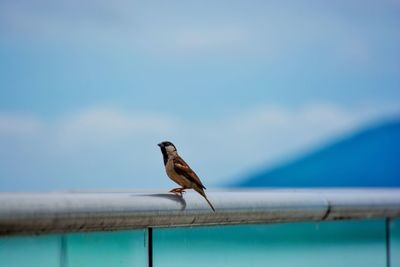 Bird perching on a railing