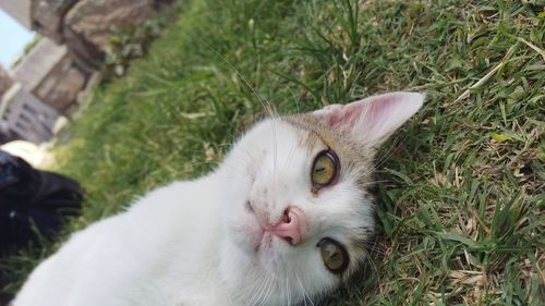 Close-up portrait of cat on grass