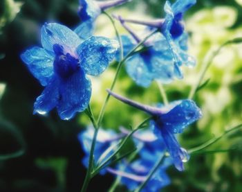Close-up of blue flower against blurred background