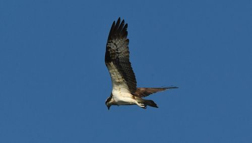 Low angle view of eagle flying against clear blue sky