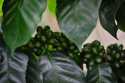 Close-up of fruits growing on plant