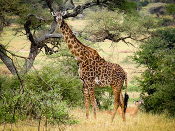 Giraffe standing on field in forest