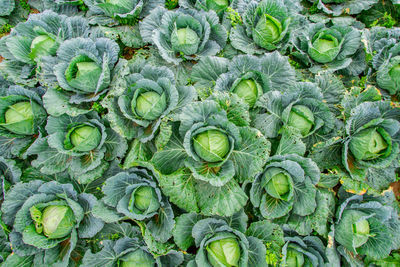 Full frame shot of plants
