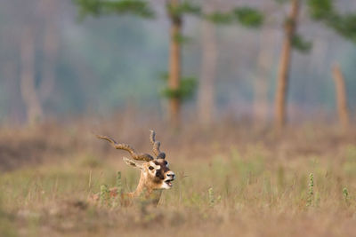 View of deer on field