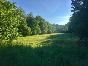 Scenic view of trees on field against sky