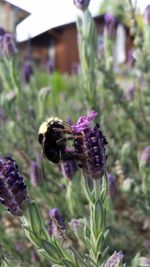 Close-up of honey bee on purple flower