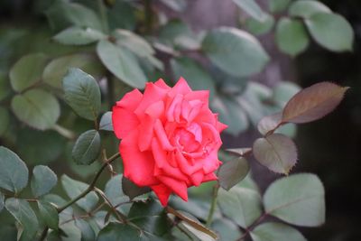 Close-up of pink rose