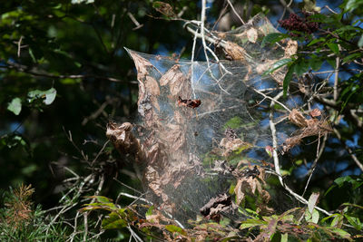 Close-up of lizard on tree in forest