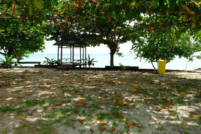 Trees on beach against sky