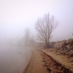 Bare trees in foggy weather