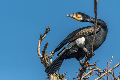 Low angle view of bird perching on tree against clear sky