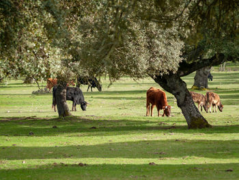 Cows grazing on field