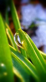 Close-up of grass