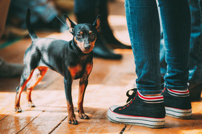 Low section of person with dog standing on floor