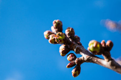 Low angle view of plant against clear blue sky