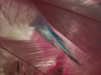 Full frame shot of purple flowering plant