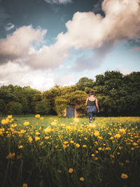 Scenic view of yellow flowering plants on field against sky