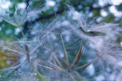 Close-up of dandelion on grass