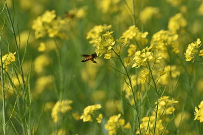 Bee pollinating flower