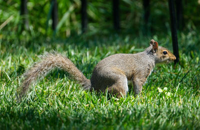 Side view of squirrel on field