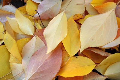 Close-up of yellow maple leaves