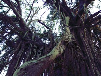 Low angle view of tree against sky