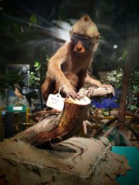 Lion sitting on tree