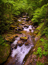 Scenic view of river flowing through forest