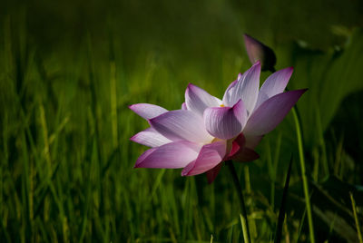 Close-up of flower blooming outdoors