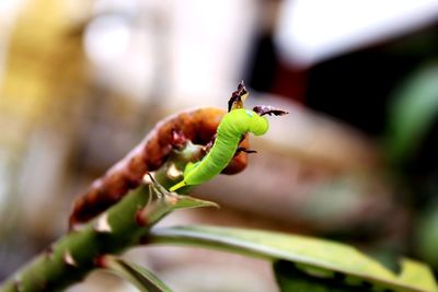 Close-up of insect on leaf