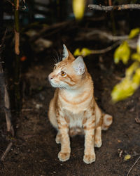 Cat looking away on field