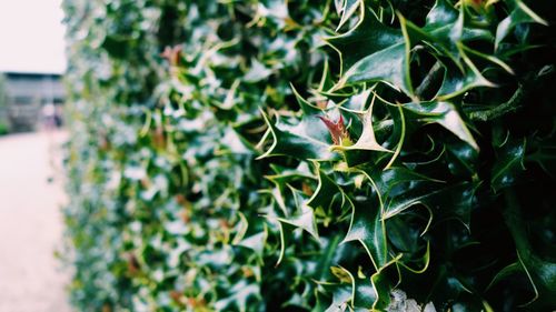 Close-up of insect on plant