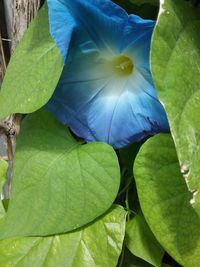 Close-up of green leaves on plant