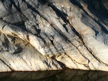 Full frame shot of tree trunk