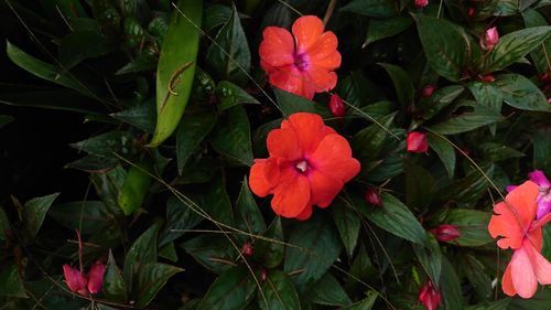 Close-up of flowers blooming outdoors