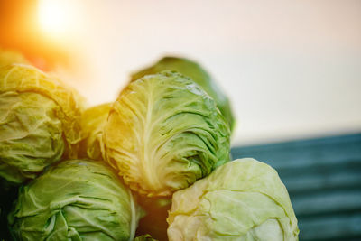 Green cabbage at farmers' market