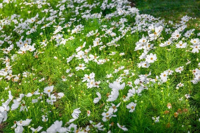 Close-up of white flowering plants on field